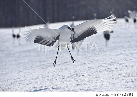 翼を広げて着陸するタンチョウ(北海道・鶴居) 翼を広げて着陸するタンチョウ(北海道・鶴居) 83732891