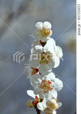 寒さに耐え気品よく咲く 83733057