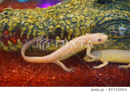イベリアトゲイモリ アルビノ 白色個体 イモリ 両生類の写真素材