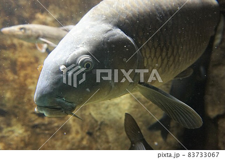 鯉　コイ　魚　淡水魚　野ゴイ　マゴイ　ジゴイ　ノゴイ 83733067