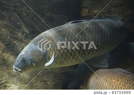 鯉　コイ　魚　淡水魚　野ゴイ　マゴイ　ジゴイ　ノゴイ 83733069