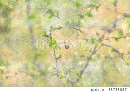Spring gooseberry bush with new green leaves. Spring gooseberry bush with new green leaves. 83733087