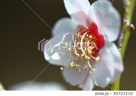 寒さに耐え気品よく咲く 寒さに耐え気品よく咲く 83733319