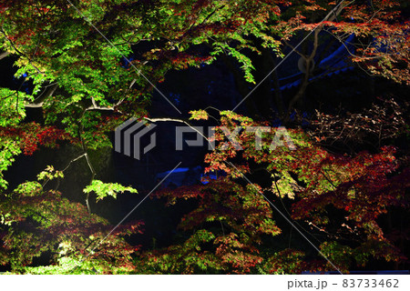 大興善寺 紅葉 ライトアップの写真素材