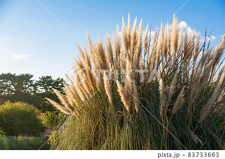 服部緑地で育ったシロガネヨシ 服部緑地で育ったシロガネヨシ 83733663