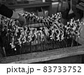 アユの塩焼き 83733752