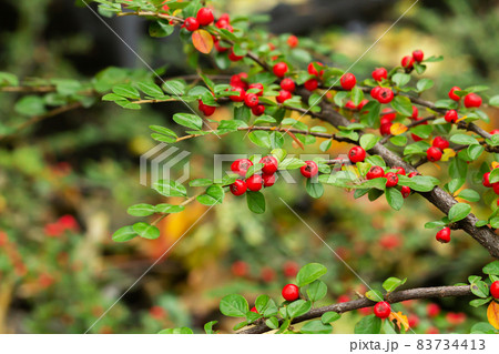 Pyracantha coccinea or firethorn bush with red berries Pyracantha coccinea or firethorn bush with red berries 83734413