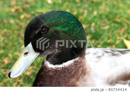 Head of male waterfowl drack mallard close-up Head of male waterfowl drack mallard close-up 83734414