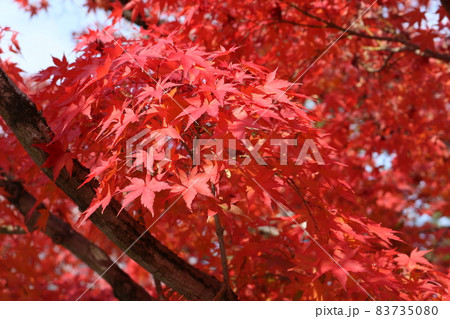 見頃を迎えた紅葉の遠近感 perspective scene of red leaves 83735080