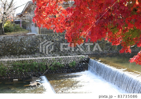 桂川をバックに映る紅葉 Momiji behind Katsura river 83735086