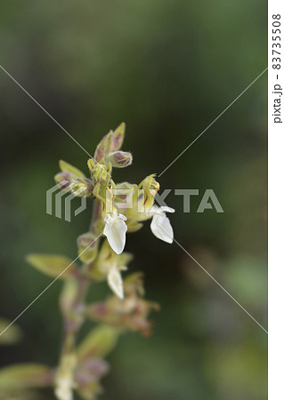 Yellow germander Yellow germander 83735508