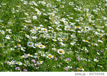 White daisy flowers White daisy flowers 83735509
