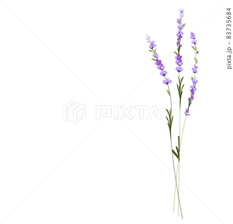 Lavender vector stock illustration. Purple flowers. A delicate bouquet for a wedding invitation. Fragrant herbs of Provence. Isolated on a white background. 83735684