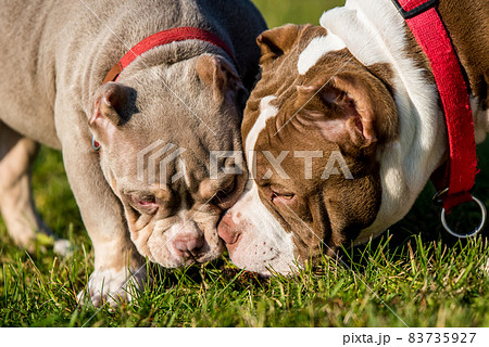 Two American Bully puppies dogs are playing 83735927