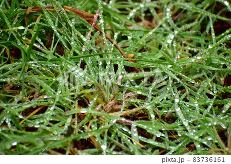 The green grass is abundantly covered with raindrops. 83736161