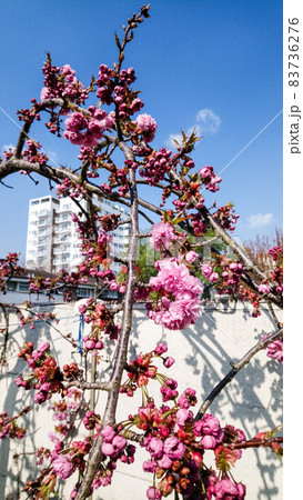青空の下の枝垂れ桜と遠くに見えるマンション 83736276
