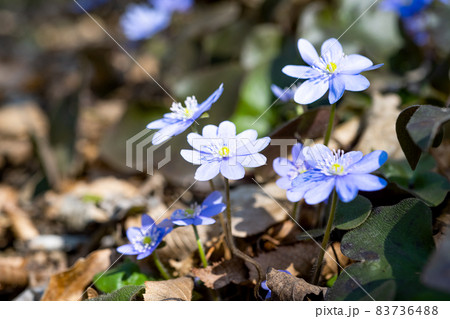 Hepatica nobilis flowers blooming in early spring Hepatica nobilis flowers blooming in early spring 83736488