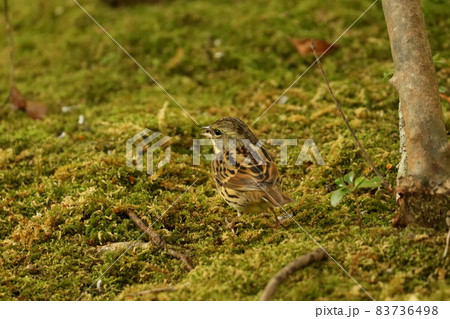 餌探し中のアオジのメス 83736498