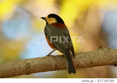 樹上で休むヤマガラ 樹上で休むヤマガラ 83736599