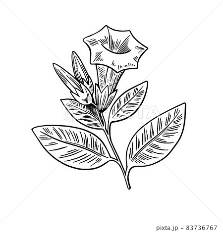 Poisonous plant Datura isolated on white background. Hand drawn vector illustration in engraving style. 83736767