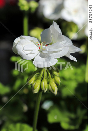 Vertical of a single white geranium in flower 83737245
