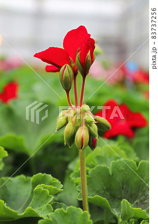 The tall red stalk on a geranium plant 83737256