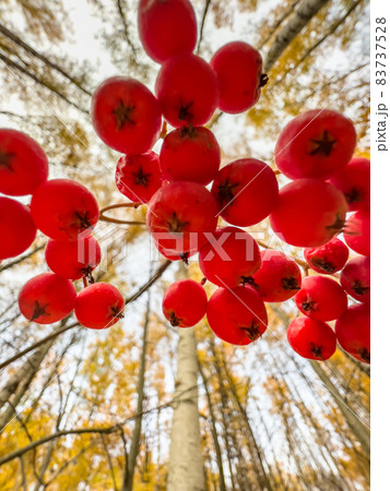 The close-up view of red rowan berries on branches against the background of an autumn park, yellow leaves and black tree branches 83737528