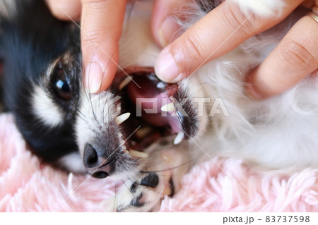 犬の歯のチェック　チワワ　 83737598