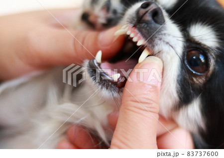 犬の歯のチェック　チワワ　 83737600