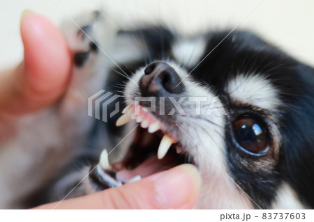 犬の歯のチェック　チワワ　 83737603