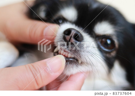 犬の歯のチェック　チワワ　 83737604