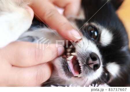 犬の歯のチェック チワワ 犬の歯のチェック チワワ 83737607
