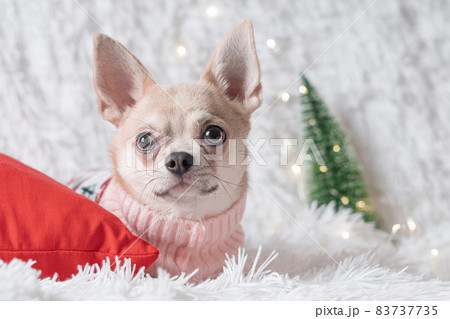 Cute little Christmas dog chihuahua dog in sweater lies on a blanket. 83737735