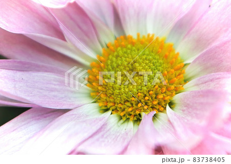 Macro of the yellow center on a pink mum Macro of the yellow center on a pink mum 83738405