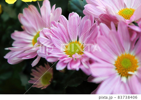 Closeup of pink and yellow Chrysanthemums in bloom 83738406