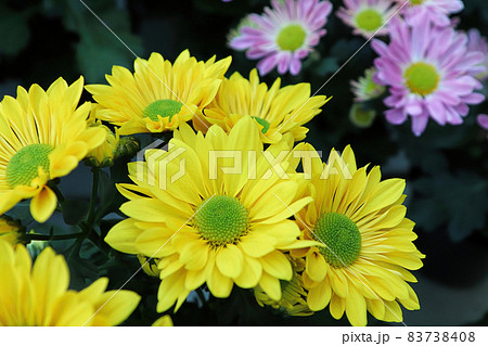 Closeup background of yellow and green centered mums Closeup background of yellow and green centered mums 83738408