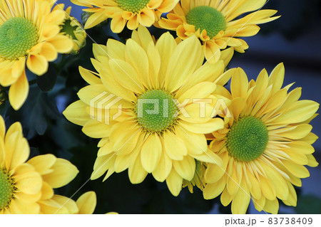 Closeup background of yellow and green centered mums Closeup background of yellow and green centered mums 83738409