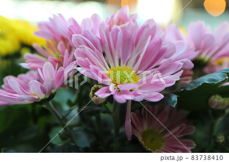 Closeup of pink and yellow Chrysanthemums in bloom 83738410