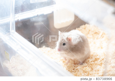 【ペット】グレーのゴールデンハムスター【小動物】 83738966