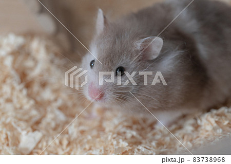 【ペット】グレーのゴールデンハムスター【小動物】 【ペット】グレーのゴールデンハムスター【小動物】 83738968