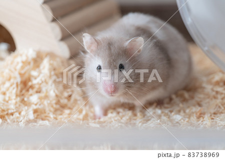 【ペット】グレーのゴールデンハムスター【小動物】 【ペット】グレーのゴールデンハムスター【小動物】 83738969