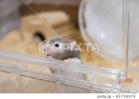 【ペット】グレーのゴールデンハムスター【小動物】 83738974