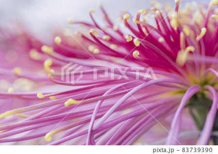 菊　キク　キクの花　キクの季節　満開の菊　日本の美 83739390