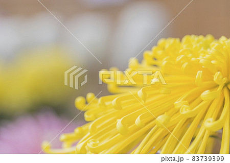 菊 キク キクの花 キクの季節 満開の菊 日本の美 菊 キク キクの花 キクの季節 満開の菊 日本の美 83739399