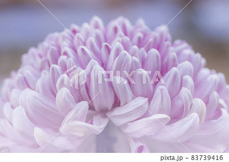 菊　キク　キクの花　キクの季節　満開の菊　日本の美 83739416