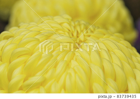 菊　キク　キクの花　キクの季節　満開の菊　日本の美 83739435