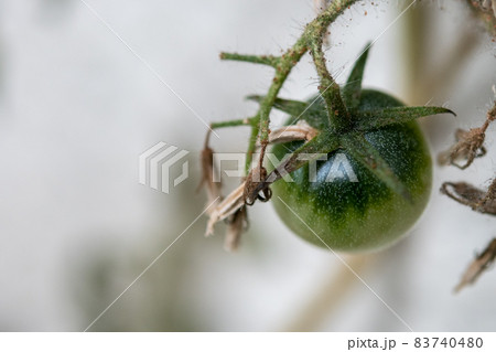 季節外れの青いミニトマトが一粒 季節外れの青いミニトマトが一粒 83740480