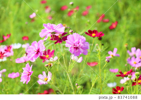 コスモスの花 83741088