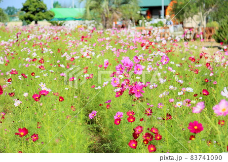 コスモスの花 コスモスの花 83741090