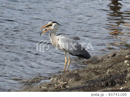 クロダイを飲むアオサギ 83741100